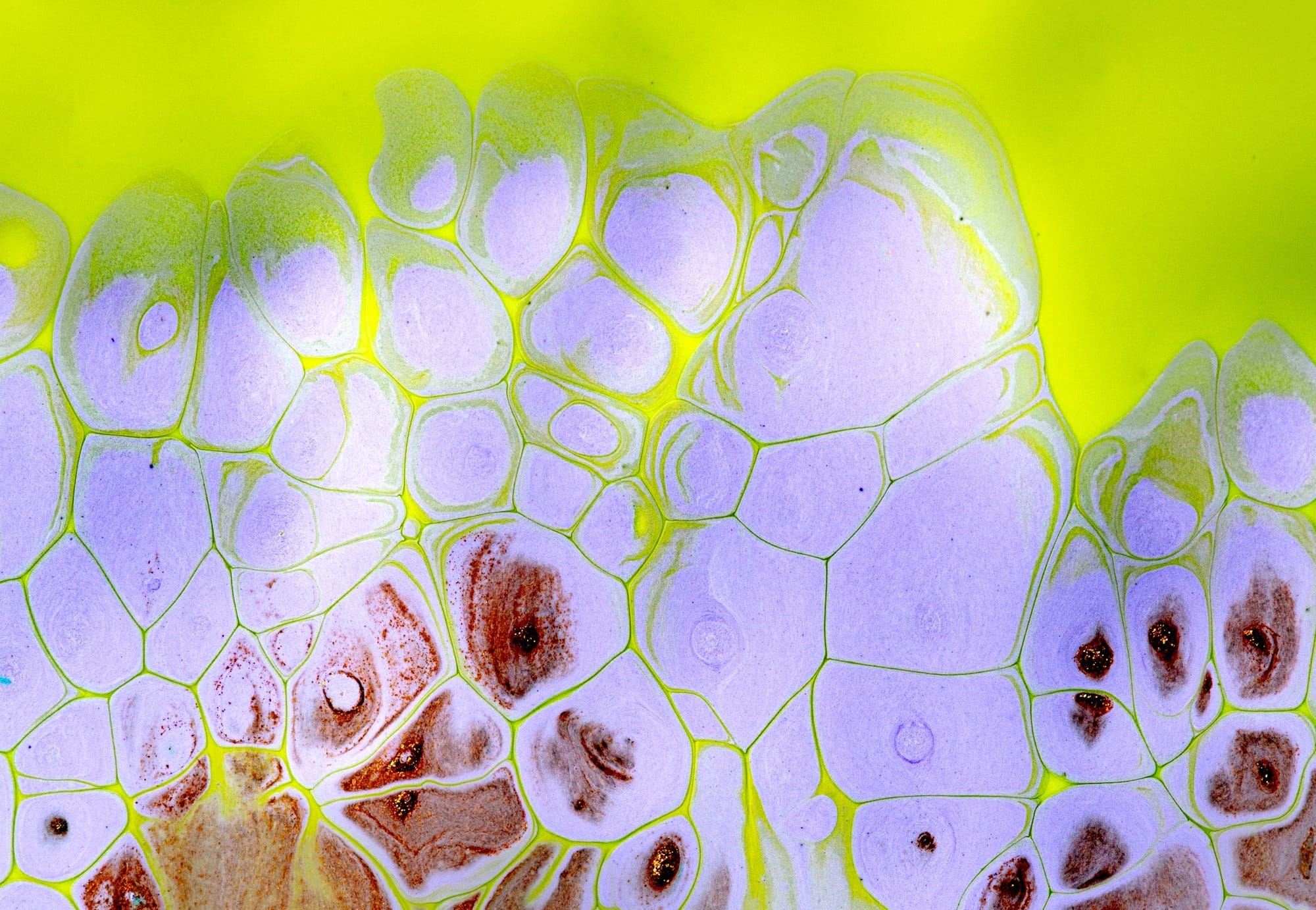 Nothing Makes Itself: Thinking with Haraway's Challenge to "One"