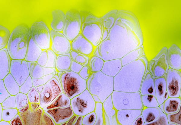 Nothing Makes Itself: Thinking with Haraway's Challenge to "One"